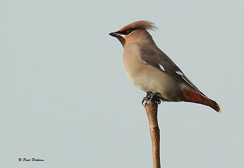 Bohemian Waxwing Winter guest in the Netherlands, spotted this gorgeous looking bird in Houten, (little town in the Utrecht province). Bohemian Waxwing,Bombycilla garrulus,Fall,Geotagged,Netherlands