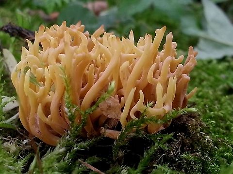 golden spindles, spindle- shaped yellow coral, or spindle-shaped fairy club ... Grows between grasses and plataan trees. Clavulinopsis corniculata,Fall,Geotagged,Netherlands