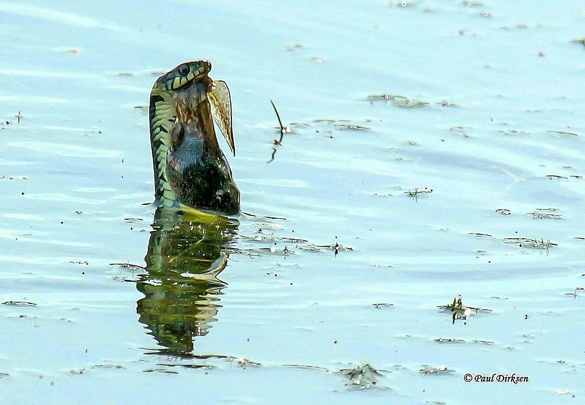 grass snake Spotted this grass snake with a tadpole as prey, probably one seize too  big. Geotagged,Grass snake,Natrix natrix,Netherlands