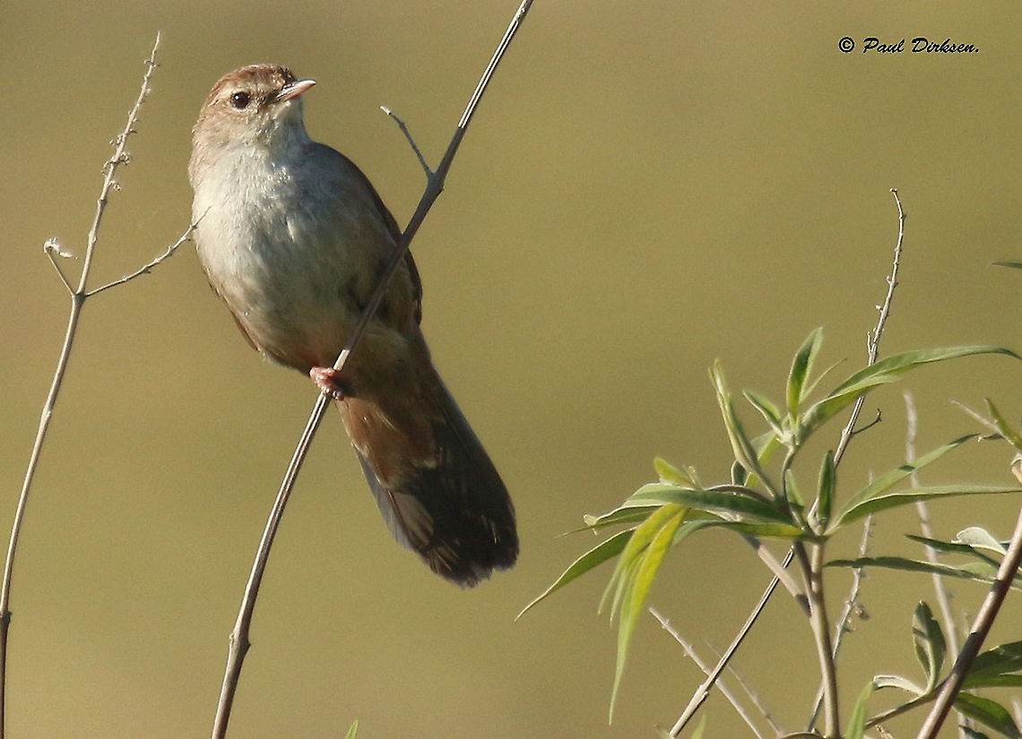 Cetti's Warbler, Nine out of ten times you&#039;ll only here them,  little sneaks. Cetti's warbler,Cettia cetti,Geotagged,Greece,Spring