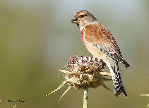 Common Linnet Spotted this male on a road between Eresos and Sigri, on the Island of Lesvos Greece. Common Linnet,Geotagged,Greece,Linaria cannabina,Spring