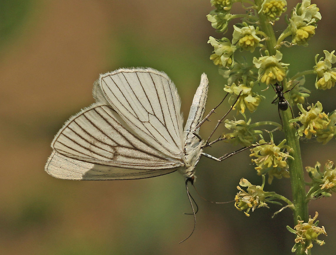 Black- veined moth Found in just a few places in the Netherlands, all in the south parts of the Limburg province Geotagged,Netherlands,Siona lineata,Spring