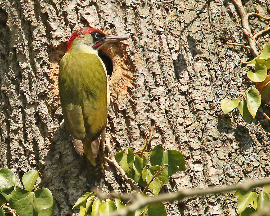 Green woodpecker. Spotted this green woodpecker nest in a Parc with a 15th century castle in my hometown Wijk bij Duurstede the Netherlands. European Green Woodpecker,Geotagged,Netherlands,Picus viridis,Spring