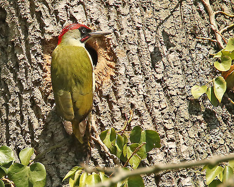 Green woodpecker. Spotted this green woodpecker nest in a Parc with a 15th century castle in my hometown Wijk bij Duurstede the Netherlands. European Green Woodpecker,Geotagged,Netherlands,Picus viridis,Spring