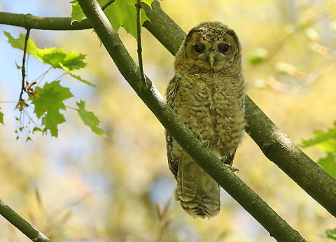 Tawny owl Took this photo of his juvenile in a Parc in my hometown. Geotagged,Netherlands,Spring,Strix aluco,Tawny  Owl