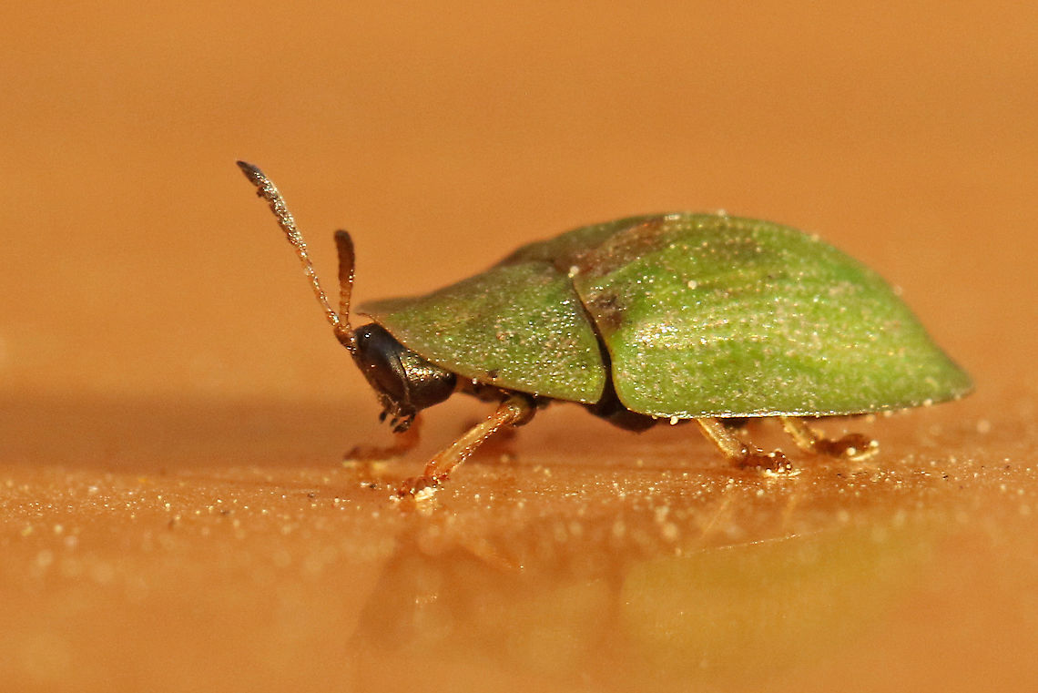 Thistle Tortoise Beetle. Green on green is hard to see, for that reason I took this photo on an orange container. the seize is only 5 mm. Cassida rubiginosa,Geotagged,Netherlands,Spring,Thistle tortoise beetle