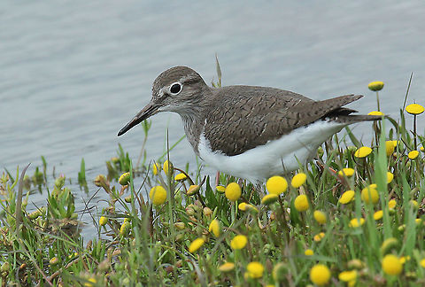 sandpiper Came across this bird on the beautiful Island of Lesvos Greece. Actitis hypoleucos,Common sandpiper,Geotagged,Greece,Spring