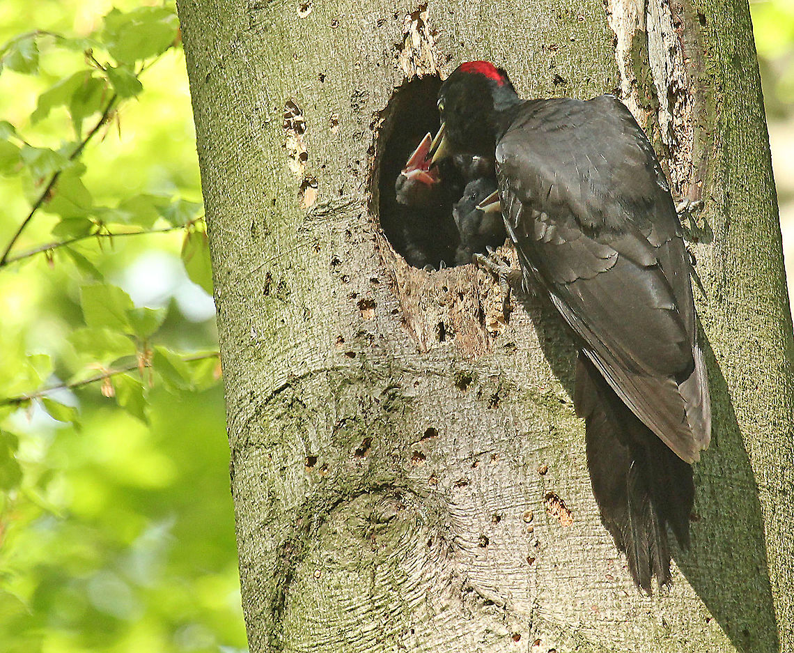 Black Woodpecker feeding chicks I was lucky to find this nest, just on feeding-time. Black Woodpecker,Dryocopus martius,Geotagged,Netherlands,Spring