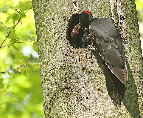 Black Woodpecker feeding chicks I was lucky to find this nest, just on feeding-time. Black Woodpecker,Dryocopus martius,Geotagged,Netherlands,Spring