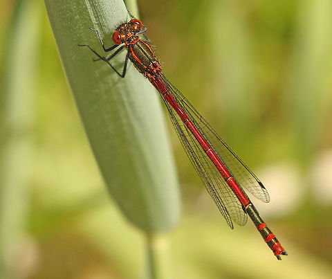 Large Red Damselfly Spring, one of the first, if not the first damselfly that appears is this one, we found them today by the dozens. Geotagged,Large Red Damselfly,Netherlands,Pyrrhosoma nymphula,Spring