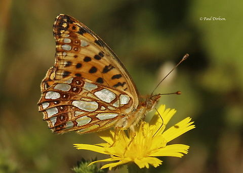 Queen of spain fritillary Spotted in the dunes near Scheveningen the Netherlands. Issoria lathonia,Queen of Spain Fritillary