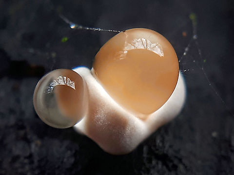 Wood mushroom with guttationdrops I just couldn't find out which fungi we are dealing with here. Geotagged,Netherlands,Spring