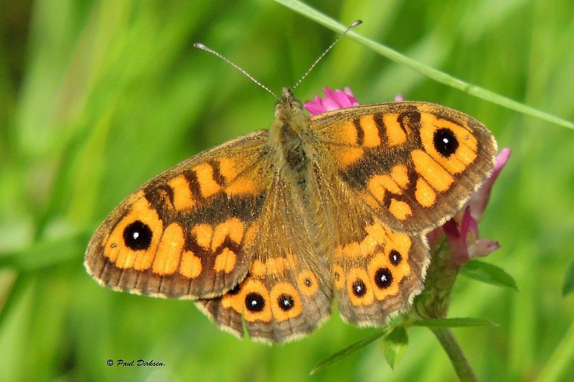 wall brown Almost two years that I saw this butterfly for the last time in my hometown. Geotagged,Lasiommata megera,Netherlands,Summer,Wall Brown