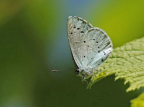 The holly blue Not an easy one to take a photo of, most of the time high in de canopy . Celastrina argiolus,Geotagged,Holly Blue,Netherlands,Spring