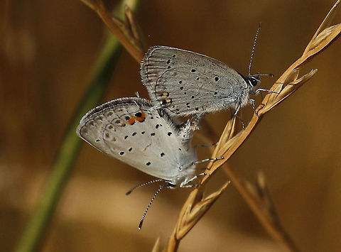 Cupido argiades in copula A very rare butterfly for the Netherlands,  known form just a few places. Cupido argiades,Geotagged,Netherlands,Short-tailed blue,Summer