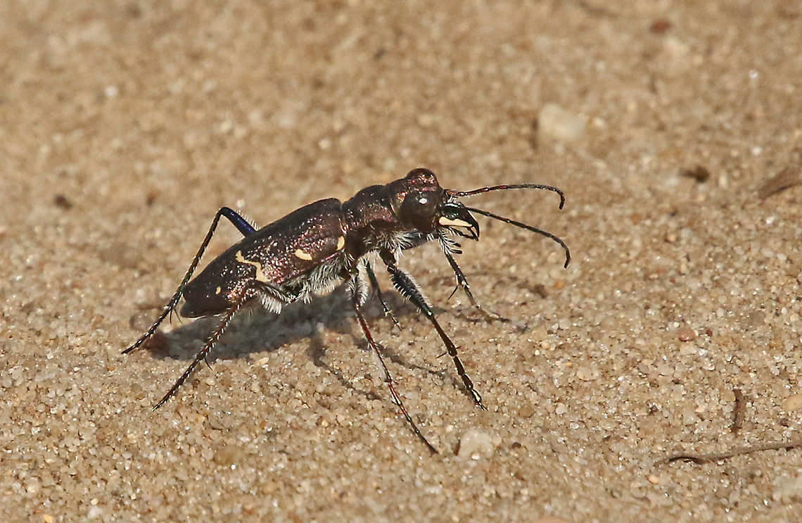 Wood tiger beetle The rarest tiger beetle in the Netherlands, you can find him in just a few places on sandy roads near a forest and on the Veluwe (National Parc) Cicindela sylvatica,Geotagged,Netherlands,Summer,Wood tiger beetle