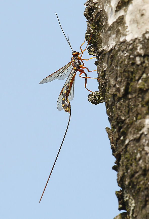ichneumon fly (they are not closely related to true flies) Saw this giant wasp on a birch, she stayed long enough for me to take a photo. Geotagged,Megarhyssa nortoni,Netherlands,Summer