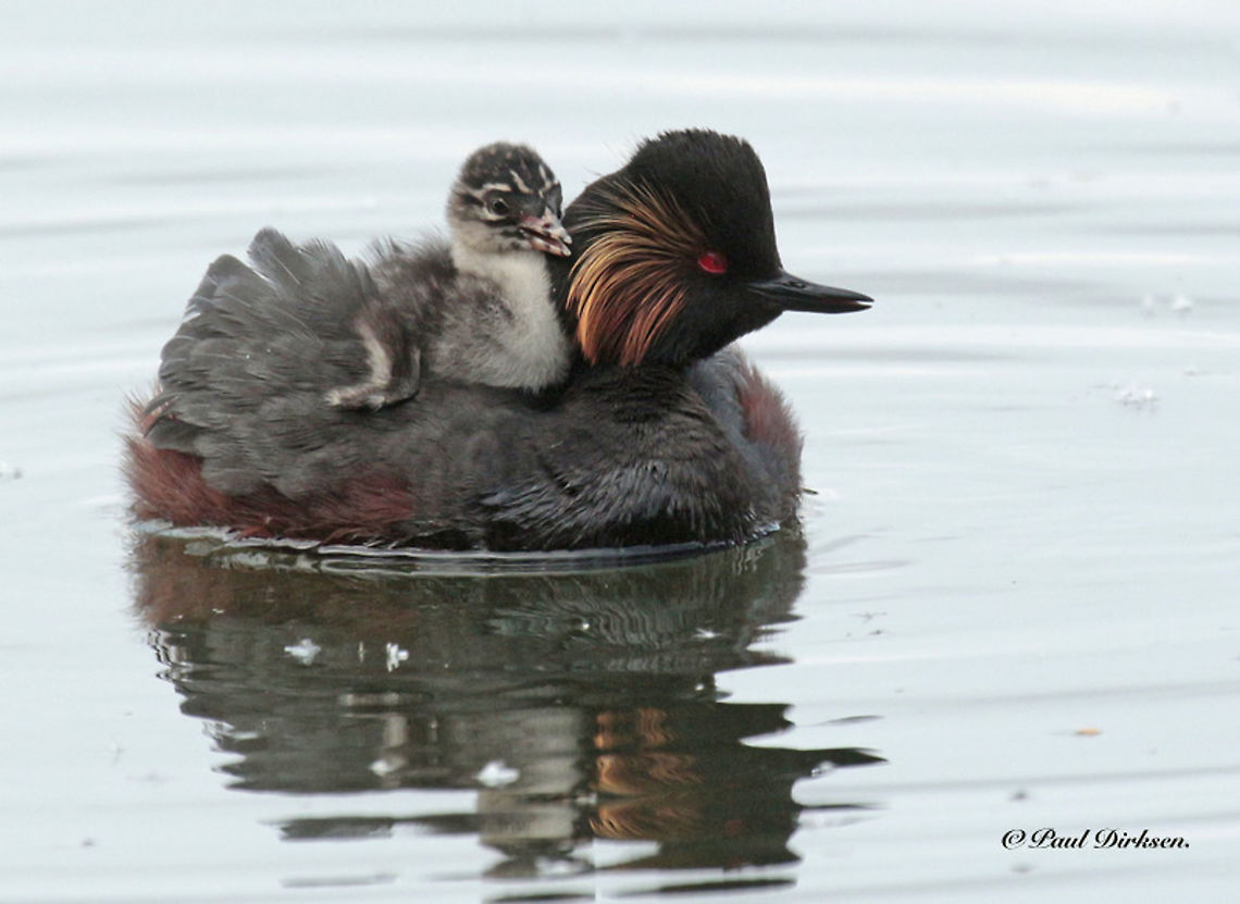 Black-necked Grebe. Found this beauty with his chick on the Emerplas near Breda, the Netherlands Black-necked grebe,Geotagged,Netherlands,Podiceps nigricollis,Summer