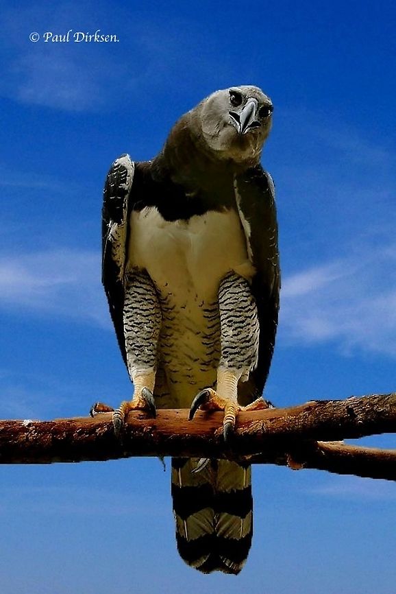 Harpy-eagle I Will be honest, I took this photo at the Paramaribo zoo Suriname, and modified it, took the bars away from the background Geotagged,Harpia harpyja,Harpy Eagle,Suriname