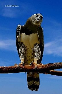Harpy-eagle I Will be honest, I took this photo at the Paramaribo zoo Suriname, and modified it, took the bars away from the background Geotagged,Harpia harpyja,Harpy Eagle,Suriname