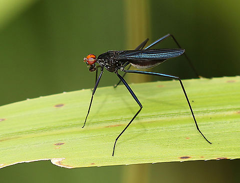 Stilt legged fly. Scipopus sp. Spotted this fly at Kwatta Paramaribo Suriname