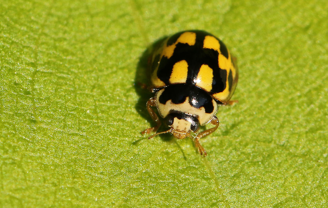 yellow-black chessboard ladybug. Found this lady-bug in my backyard. Fourteen-spot Ladybird,Geotagged,Netherlands,Propylea quatuordecimpunctata,Spring