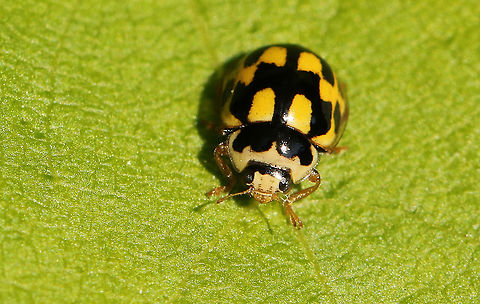 yellow-black chessboard ladybug. Found this lady-bug in my backyard. Fourteen-spot Ladybird,Geotagged,Netherlands,Propylea quatuordecimpunctata,Spring