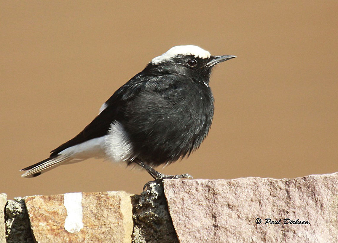 White-crowned Wheatear. Came as a guest to Oegstgeest the Netherlands a few years back, unfortunately he ended as a cat-snack. Fall,Geotagged,Netherlands,Oenanthe leucopyga,White-crowned wheatear