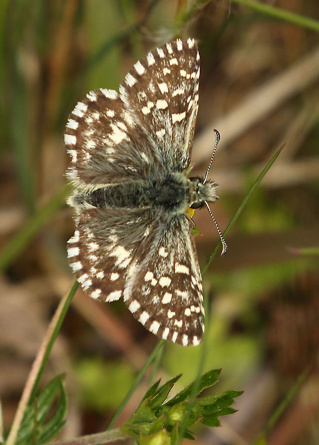 Grizzled Skipper. Looking for this rare butterfly on the Sallandse heuvelrug and I found only two of them. me happy. Geotagged,Grizzled skipper,Netherlands,Pyrgus malvae,Spring