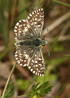 Grizzled Skipper. Looking for this rare butterfly on the Sallandse heuvelrug and I found only two of them. me happy. Geotagged,Grizzled skipper,Netherlands,Pyrgus malvae,Spring
