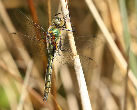 Downy Emerald Found this fresh dragonfly in the Weerribben, the Netherlands, the Weerribben is a national parc in the Overijssel province, and is almost famous for the extreem quantity of different dragonflies. Cordulia aenea,Downy emerald,Geotagged,Netherlands,Spring