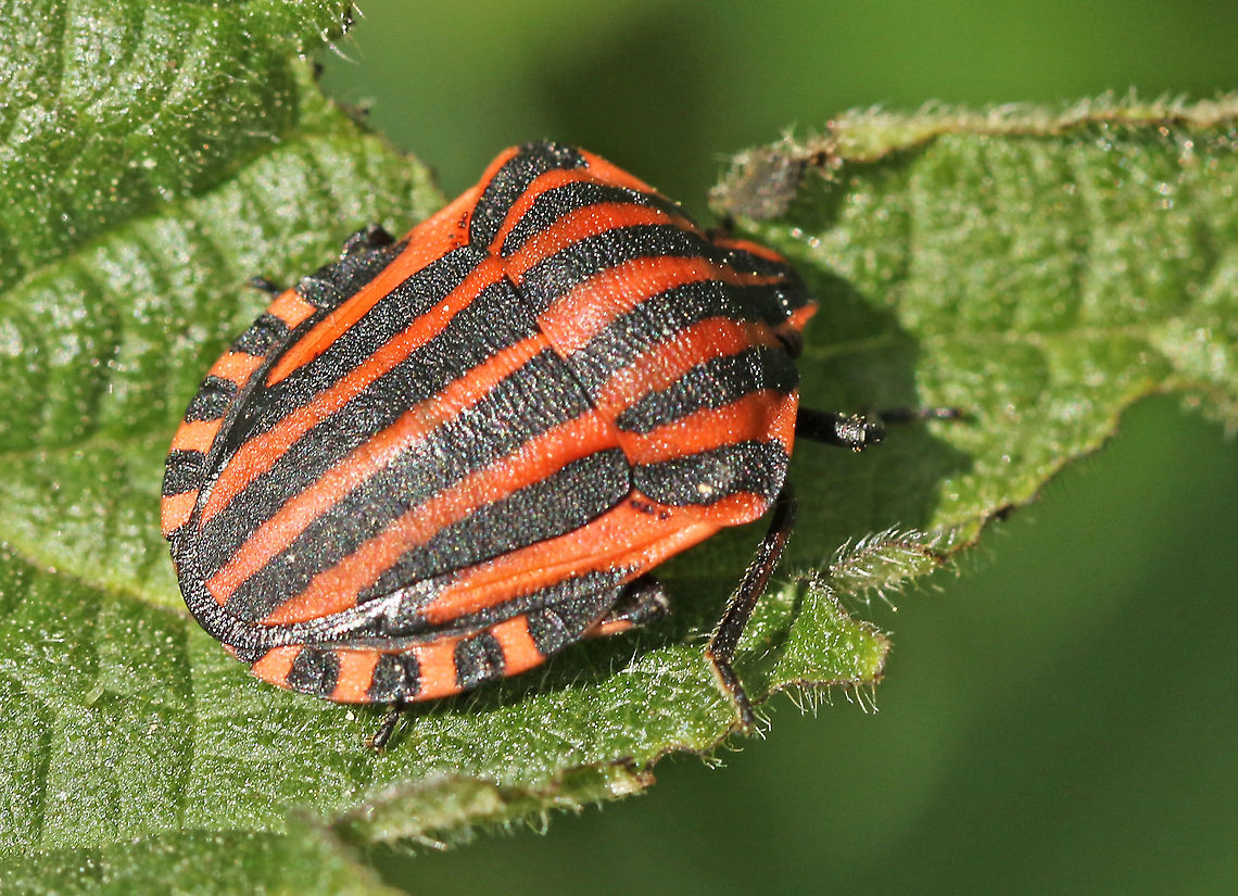 Striped shield bug You can find this shield bug on different herbaceous plants.<br />
I found this one in my hometown. Geotagged,Graphosoma italicum,Minstrel Bug,Netherlands,Spring
