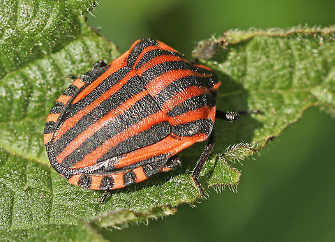 Striped shield bug You can find this shield bug on different herbaceous plants.
I found this one in my hometown. Geotagged,Graphosoma italicum,Minstrel Bug,Netherlands,Spring