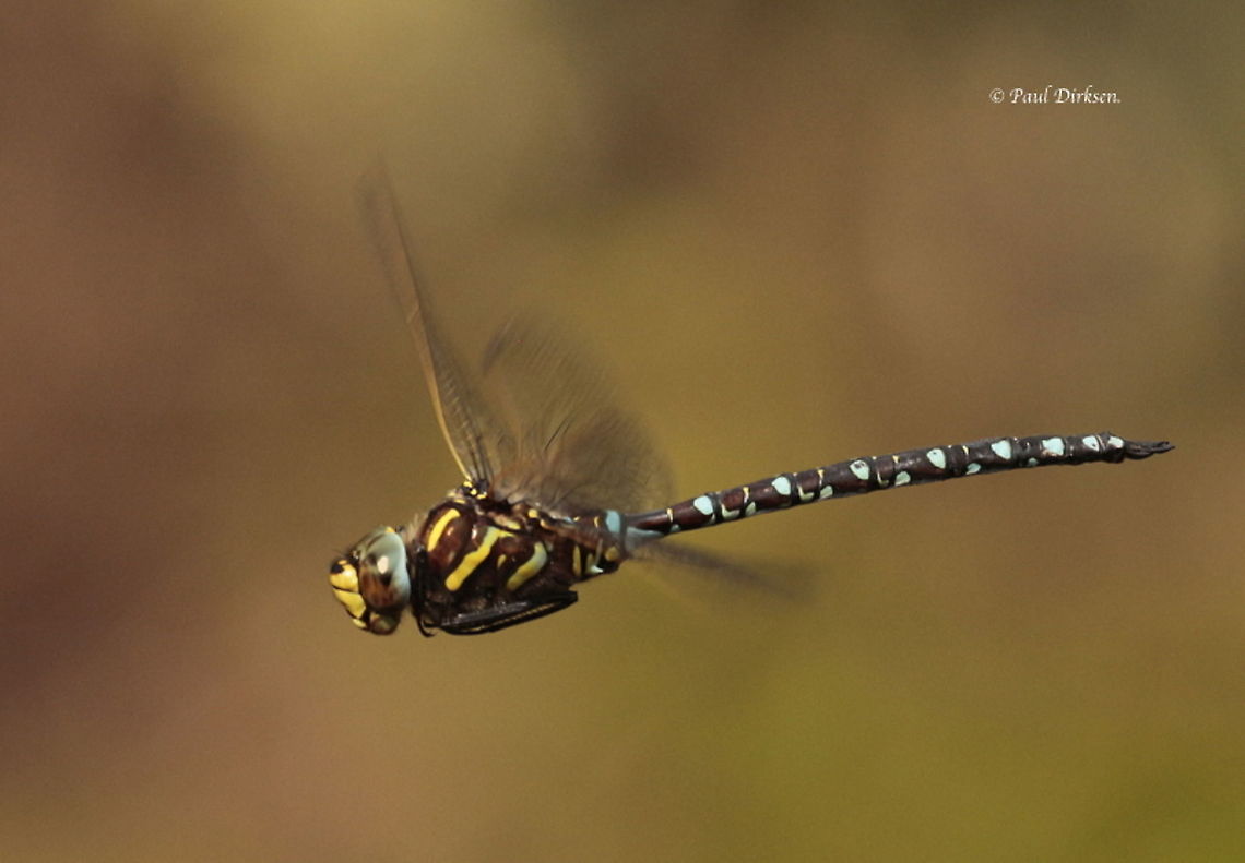 The common hawker A very rare dragonfly for the Netherlands, easy to recognize through the yellow vein in his forewing. Aeshna juncea,Common Hawker,Geotagged,Netherlands,Summer