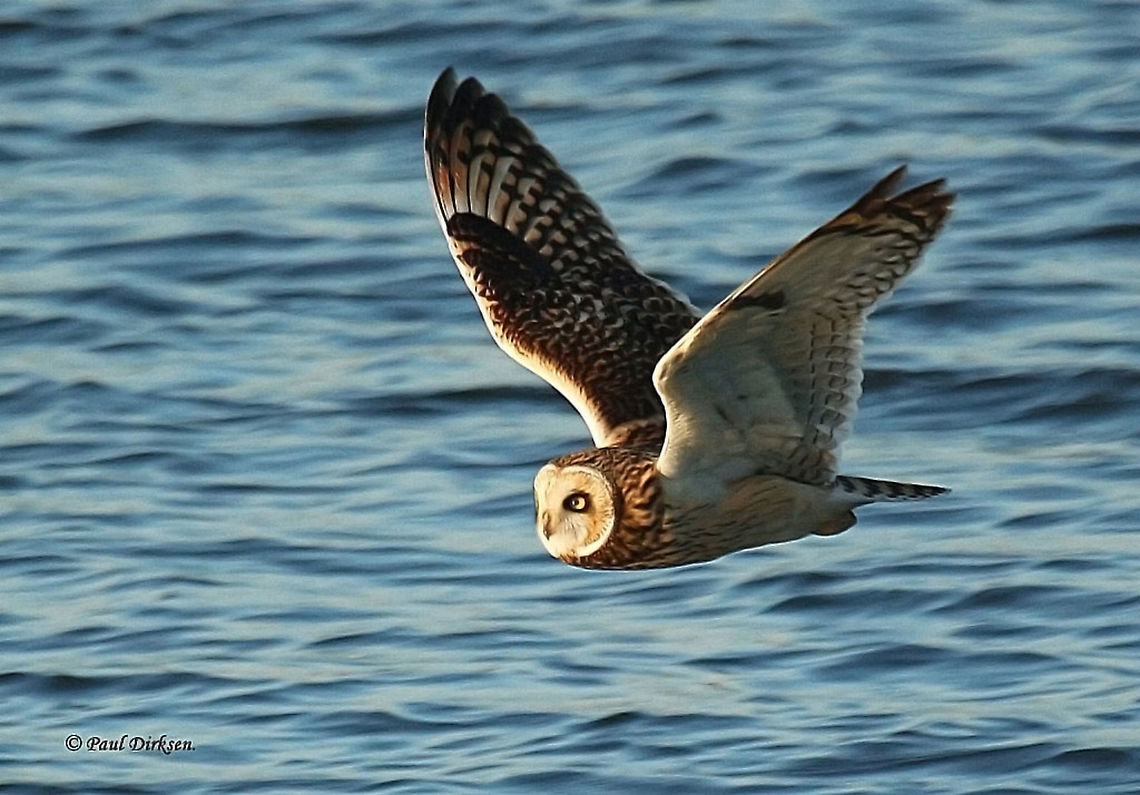 short-eared owl The flyby of this owl made my day. Asio flammeus,Fall,Geotagged,Netherlands,Short-Eared Owl