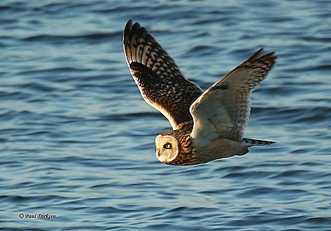 short-eared owl The flyby of this owl made my day. Asio flammeus,Fall,Geotagged,Netherlands,Short-Eared Owl