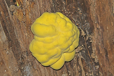 Chicken of the woods found this edible mushroom today in my hometown, in perfect state. Geotagged,Laetiporus sulphureus,Netherlands,Spring