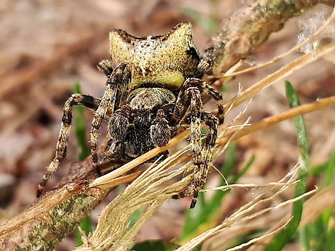 tree hunchback spider, I just made it up, (don't know the English name for this spider.) A member of the orb weaver spiders, saw this spider for the second time. Geotagged,Gibbaranea gibbosa,Netherlands,Spring