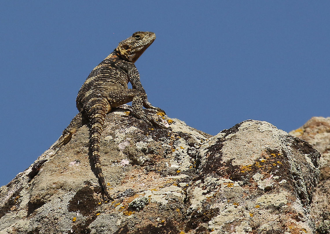 Roughtail Rock Agama Spotted this lizard at the Ipsalou monastery  on Lesvos Greece Geotagged,Greece,Laudakia stellio,Spring,Stellion