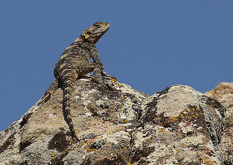 Roughtail Rock Agama Spotted this lizard at the Ipsalou monastery  on Lesvos Greece Geotagged,Greece,Laudakia stellio,Spring,Stellion