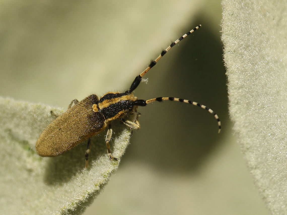 Long horn beetle Found this Agapanthia specimen On Lesvos Greece Agapanthia dahli,Geotagged,Greece,Spring
