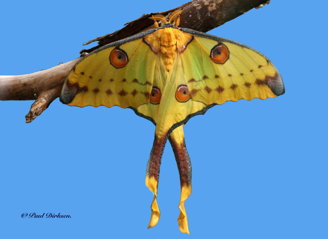 The comet moth or Madagascan moon moth Took this shot at a butterfly farm in the Rotterdam zoo, the Netherlands. Argema mittrei,Comet Moth,Geotagged,Netherlands