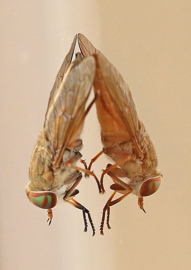 Horse-fly. probably Tabanus sp. Horse-fly with his reflection on a window, took this photo in Paramaribo Suriname. Black Horse Fly,Geotagged,Suriname,Tabanus atratus