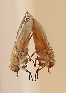 Horse-fly. probably Tabanus sp. Horse-fly with his reflection on a window, took this photo in Paramaribo Suriname. Black Horse Fly,Geotagged,Suriname,Tabanus atratus