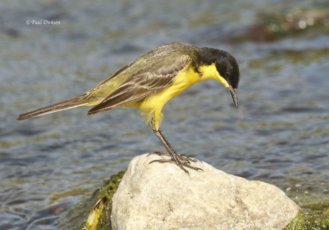 Black-headed Wagtail - Motacilla feldegg. Spotted this male at the lower ford in Skala Kalloni Lesvos Greece. Geotagged,Greece,Motacilla flava,Spring,Western yellow wagtail
