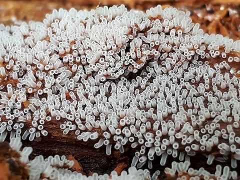 common ice finger very small slime mold, almost like a haze, on decayed wood. Ceratiomyxa fruticulosa,Geotagged,Netherlands,Spring