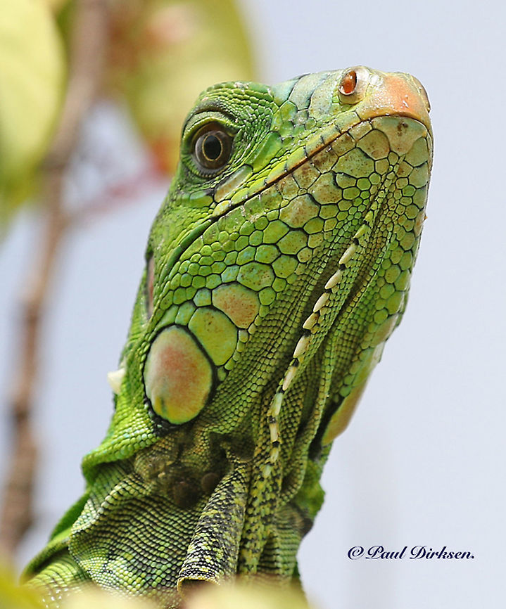 Green iguana spotted this green lizard in a tree in my backyard , when we where on holiday in Paramaribo Suriname Geotagged,Green iguana,Iguana iguana,Spring,Suriname