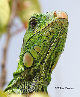 Green iguana spotted this green lizard in a tree in my backyard , when we where on holiday in Paramaribo Suriname Geotagged,Green iguana,Iguana iguana,Spring,Suriname