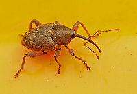 Hazelnut weevil. Found this little weevil in my backyard, they feed on young hazelnuts , I guess he's a little to early . Acorn weevil,Curculio glandium,Curculio nucum,Geotagged,Netherlands,Nut weevil,Spring