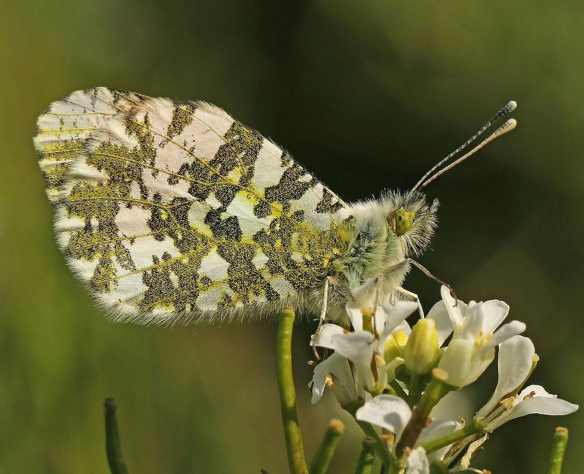 Orange-tip male. spotted today in a little parc, close to my house in Wijk bij Duurstede Anthocharis cardamines,Geotagged,Netherlands,Orange tip,Spring